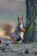 Red squirrel in the forest © Janusz