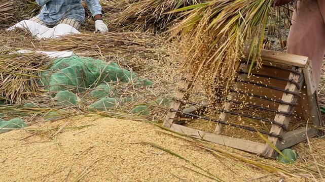 Indonesian farmer manually threshing Oryza sativa rice crop using traditional wooden tool in harvested paddy field. Agricultural food production labor, rural harvest season activity, countryside lifes