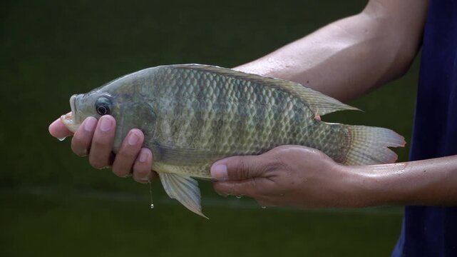 Person holding a freshly caught live tilapia fish in hands close up view for sustainable aquaculture and organic freshwater farming concept video, video 4K