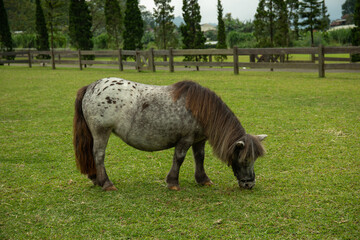 Gray pony with a dark mane grazes in a lush green field © Atlas