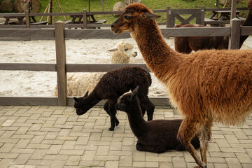 Naklejka premium Brown llama and two black alpacas resting in a ranchyard