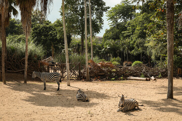 Naklejka premium Zebras lying down and standing in a sandy area with trees