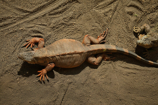 A large lizard lies on the sandy surface under natural light
