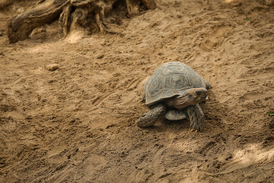 A tortoise moving slowly across coarse, sandy ground
