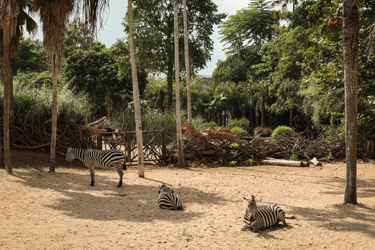 Zebras lying down and standing in a sandy area with trees