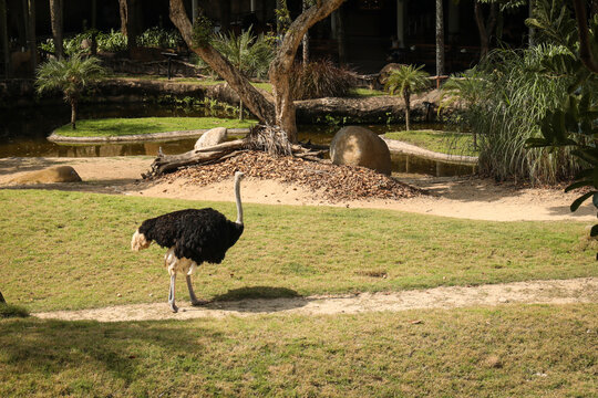 Ostrich strolling along a sandy path in a green area