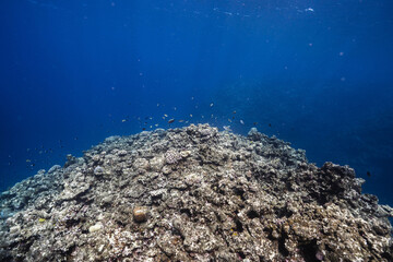 Rocky Coral Reef Rising from the Ocean Floor © Satoshi