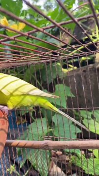 bird in a cage A beautiful vibrant blue and white budgie sits perched comfortably while a bright yellow companion stretches gracefully in the lush background of their wire cage.

