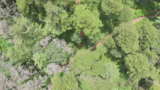 Top down aerial of pine and oak forest canopy with winding dirt Oaxaca