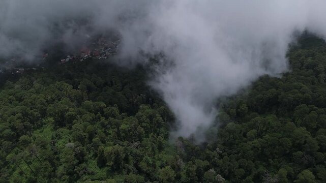 Aerial of low clouds drifting over dense pine forest in Sierra Oaxaca
