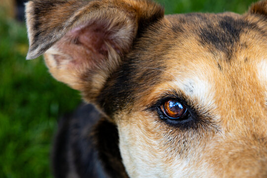 Close-up canine eye showing a raised fleshy eyelid mass along the lower eyelid margin, possibly representing a cyst, meibomian gland growth, or benign eyelid lesion.
