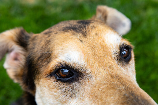 Close-up canine eye showing a raised fleshy eyelid mass along the lower eyelid margin, possibly representing a cyst, meibomian gland growth, or benign eyelid lesion.