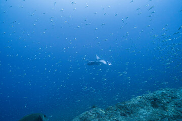 Fototapeta premium Wild Manta Ray in a Deep Blue Tropical Ocean
