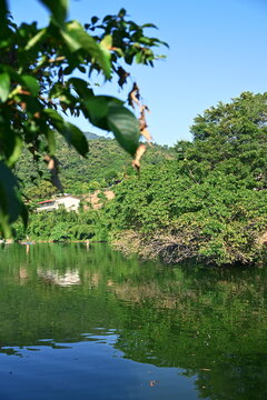 Yilan County, Taiwan - Sep 26, 2026: A dense Ficus superba tree leans over a calm green lake, blurred leaves in front, a white house on the hillside, Dahu.