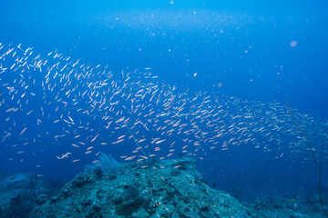Shoal of Fish Swimming Above a Rocky Seabed © Satoshi