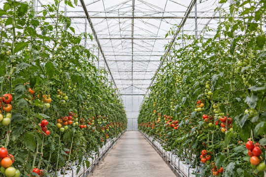 Empty aisle inside a commercial glasshouse between tall rows of ripening vine tomatoes under a steel-framed glass roof