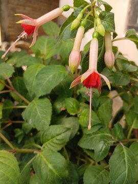 beautiful red and white fuchsia flowers haging in garden kopeng indonesia