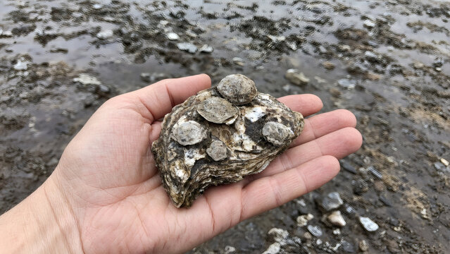 Hand Holding Oyster Shell with Young Oysters Attached