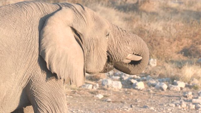 a sunset slow motion clip of an elephant drinking at okaukuejo waterhole of etosha national park in namibia, africa
