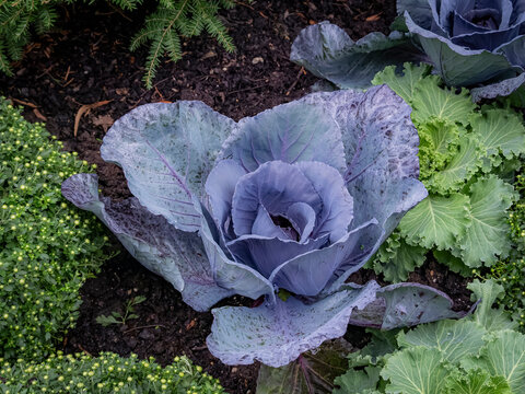 Fresh purple cabbage head growing in an outdoor garden bed alongside kale and green foliage