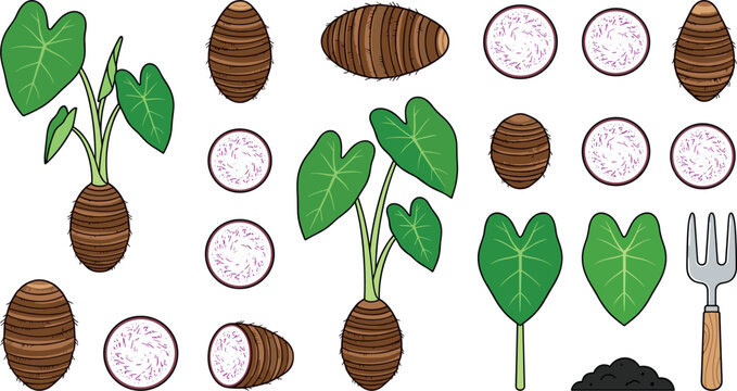 Taro Root Farming Vector Set with Growing Plants Large Green Leaves Whole Tubers Textured Slices Soil and Garden Fork Clipart Elements