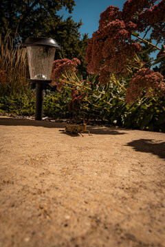 A large grasshopper resting on a concrete garden walkway next to pink sedum flowers and a solar path light