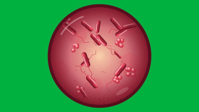 Microscopic Animation of Red Bacteria and Pathogens Floating Inside a Cell on Green Screen.