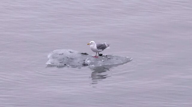 a glaucous-winged gull standing on an iceberg at glacier bay, alaska of the usa