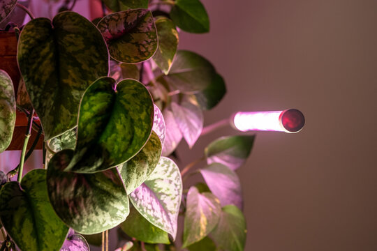 Variegated scindapsus leaves grow under pink LED grow lamp at home. Artificial lighting supplies additional light for indoor plants during short autumn and winter days with little sunlight.