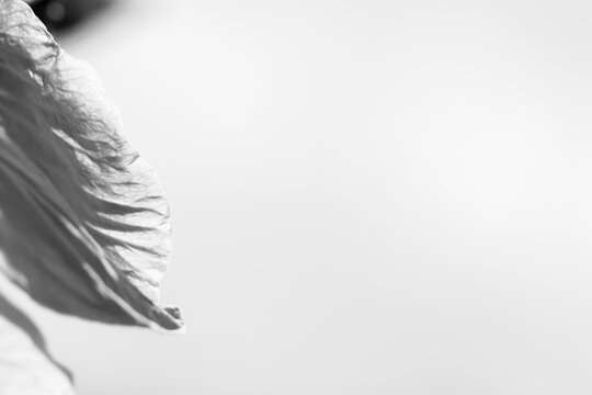 Black and white feather closeup with soft texture and flowing edge against bright minimalist background, creating elegant monochrome space for design