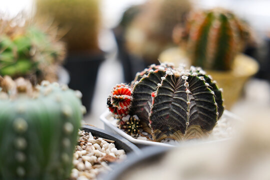 Black ribbed cactus, red flower, potted succulent, blurred indoor garden background creating tranquil botanical atmosphere