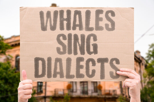 "Whales sing dialects" Ocean singers develop regional song accents. WHALES. SONGS. DIALECTS. OCEAN. RESEARCHERS.