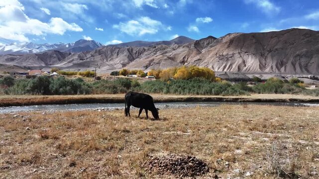 black yak grazing by river in xinjiang plateau landscape