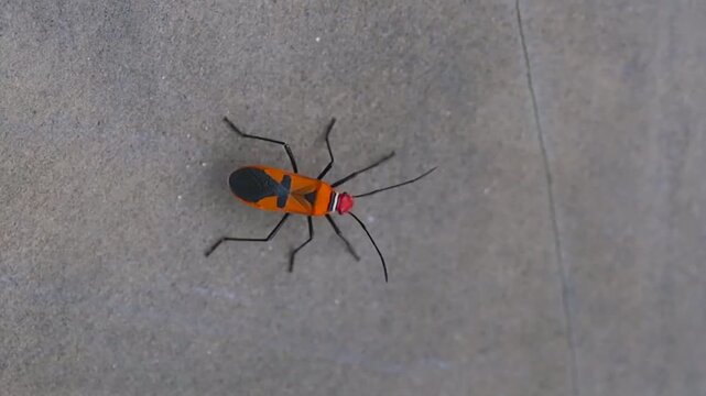 Red cotton stainer bug Dysdercus cingulatus on concrete background