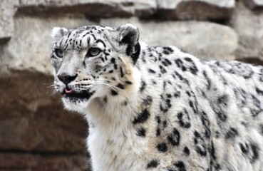 A camouflaged Snow Leopard (Panthera uncia), a cat native to the mountains of Asia © michaelfitz