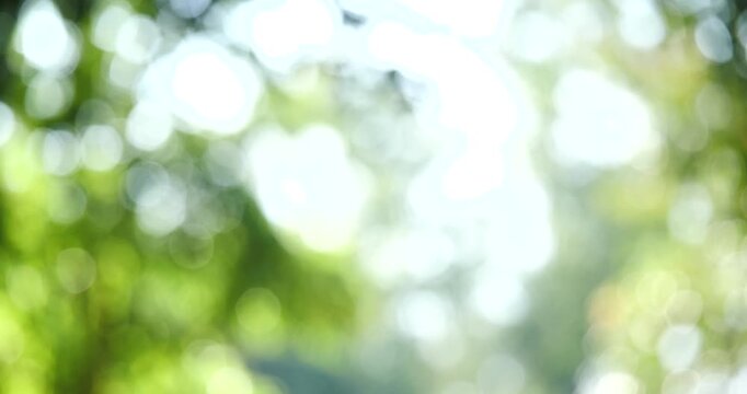 Sunlight Through Leaves: A soft, blurred bokeh effect captures the gentle diffusion of sunlight filtering through lush green foliage, creating a serene and dreamy atmosphere.