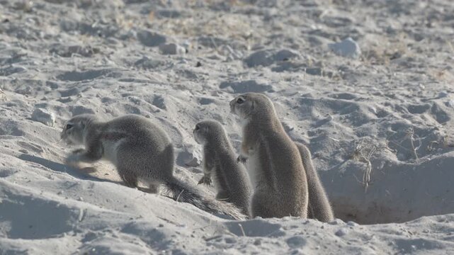 a group of ground squirrels near their burrow at ondeka waterhole of etosha national park in namibia