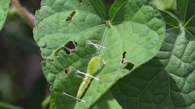 cabbage looper caterpillar in the processes of building a silken cocoon to overwinter. 