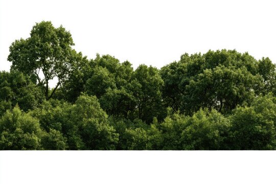 Lush green tree canopy with dense foliage against a white background.