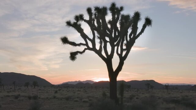 a tilt up clip of a silhouetted joshua tree at sunset at joshua tree national park in california, usa