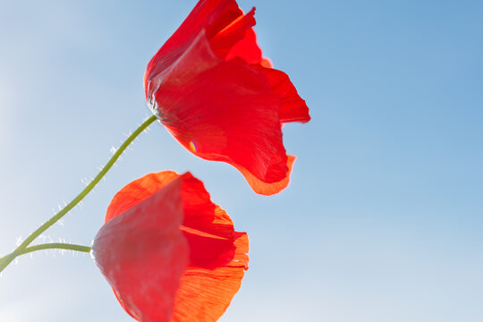 Two Red Poppy Flowers Against a Clear Blue Sky