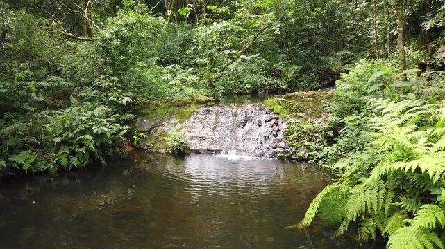 Low Angle Small Man made Waterfall with Pond in Permaculture Rainforest Landscape