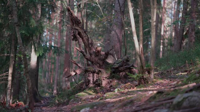 An uprooted tree stump with massive exposed roots standing amidst a dense forest of tall pine and hardwood trees.