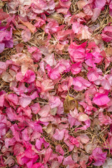 Close-up of pink and magenta papery plant parts mixed with dry brown leaves and thin twigs, creating a dense, irregular natural pattern. © Nuzul