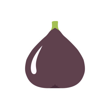 Simple Illustration of a Ripe Purple Fig Fruit.