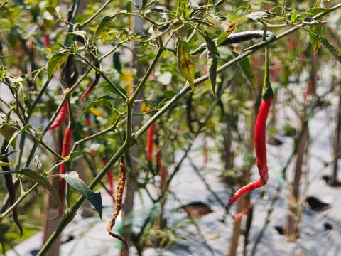 Ripe Red Curly Chili Peppers Growing On Leafy Plants Near Mount Merapi In Central Java Indonesia