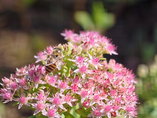 Honey Bee Perched Among Pink Stone crop Tiny Flowers © AquaJewels