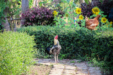 Rooster standing in flower garden © Amphawan