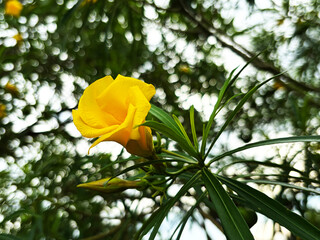 Close-up of vibrant yellow oleander flower blooming on branch with beautiful bokeh background © Orathai