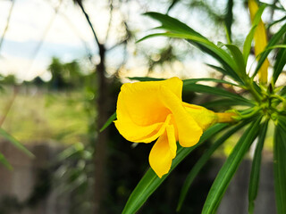 Close-up of vibrant yellow oleander flower blooming on branch with beautiful bokeh background © Orathai